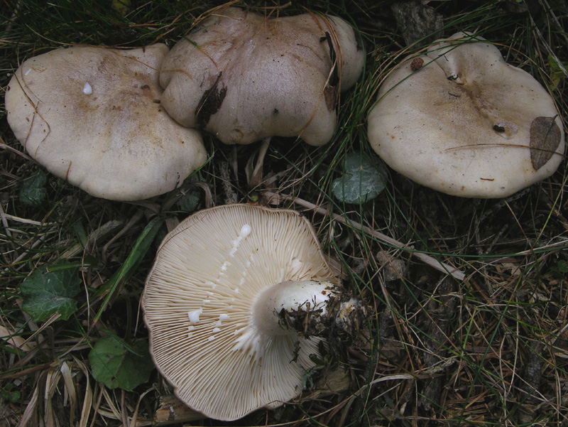 Ultimi Lactarius inediti.